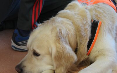 Hundetherapie